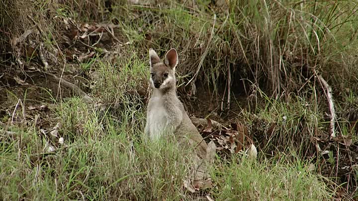 Hotspots The Last Hope S01E02 -Australia