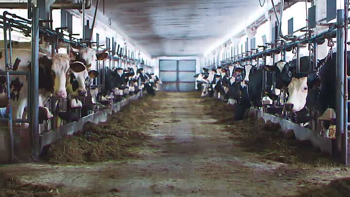 The Madhouse Chronicles S01E10 -Health and Fitness