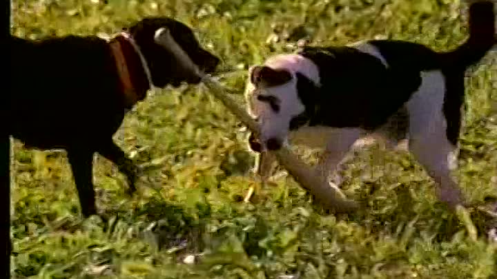 Saturday Night Live - S12E03 - Rosanna Arquette, Ric Ocasek