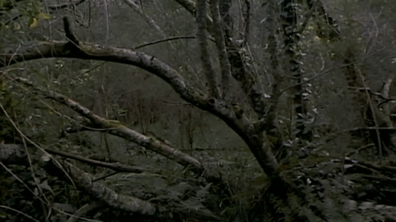 The Magician 2005 720p WEBRip x264 AAC-