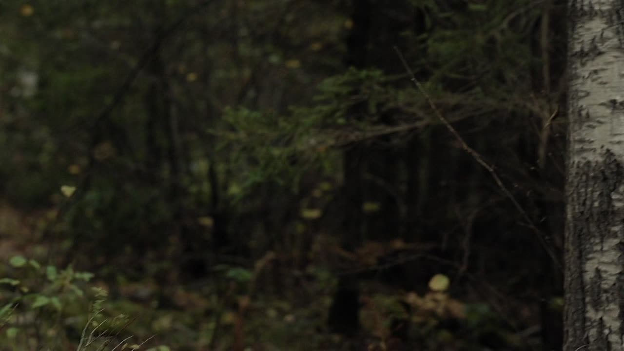 40 Acres 2024 1080p WEBRip x264 AAC5 1-