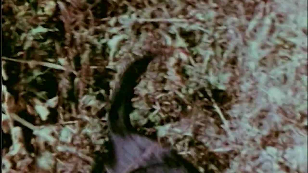 ⁣Kooks Tour 1970 1080p WEBRip x264 AAC-