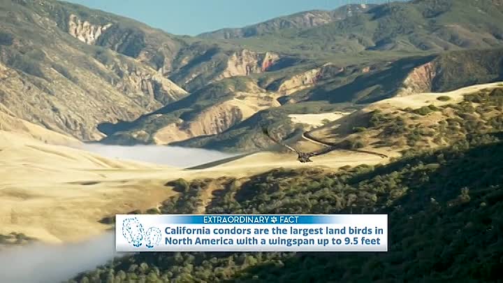 ⁣Extraordinary World With Jeff Corwin S01E08