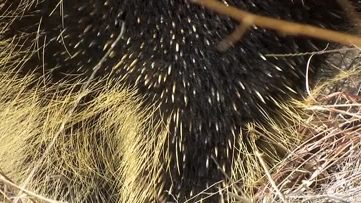 ⁣Extraordinary World With Jeff Corwin S01E06