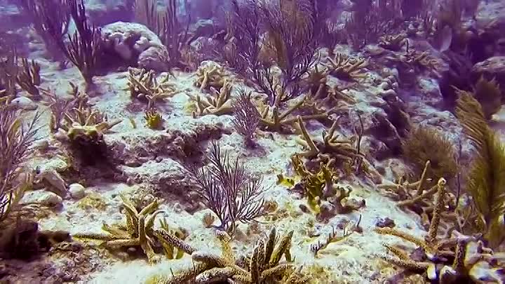 ⁣Extraordinary World With Jeff Corwin S01E10