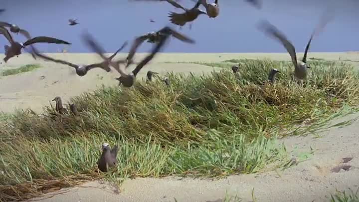 Guardians Of The Reef S01E01