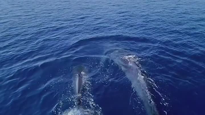 Guardians Of The Reef S01E03