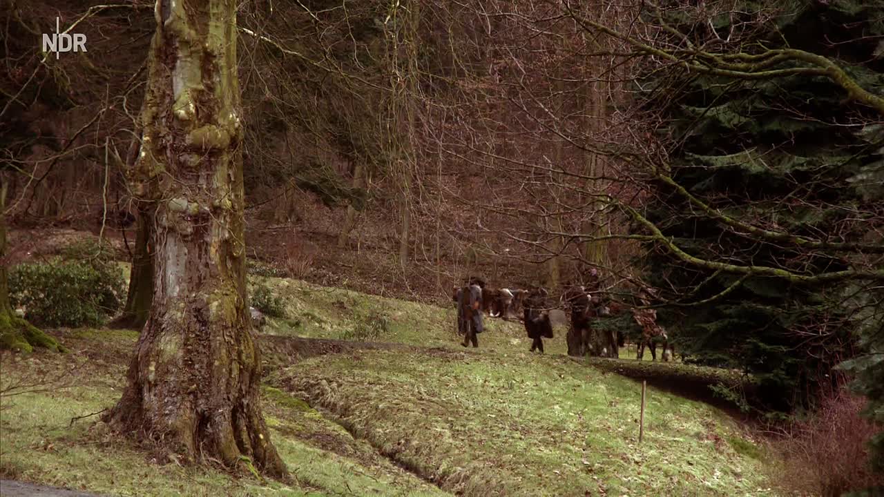 Allerleirauh 2024 GERMAN HC ENG SUBS 1080p HDRip x264