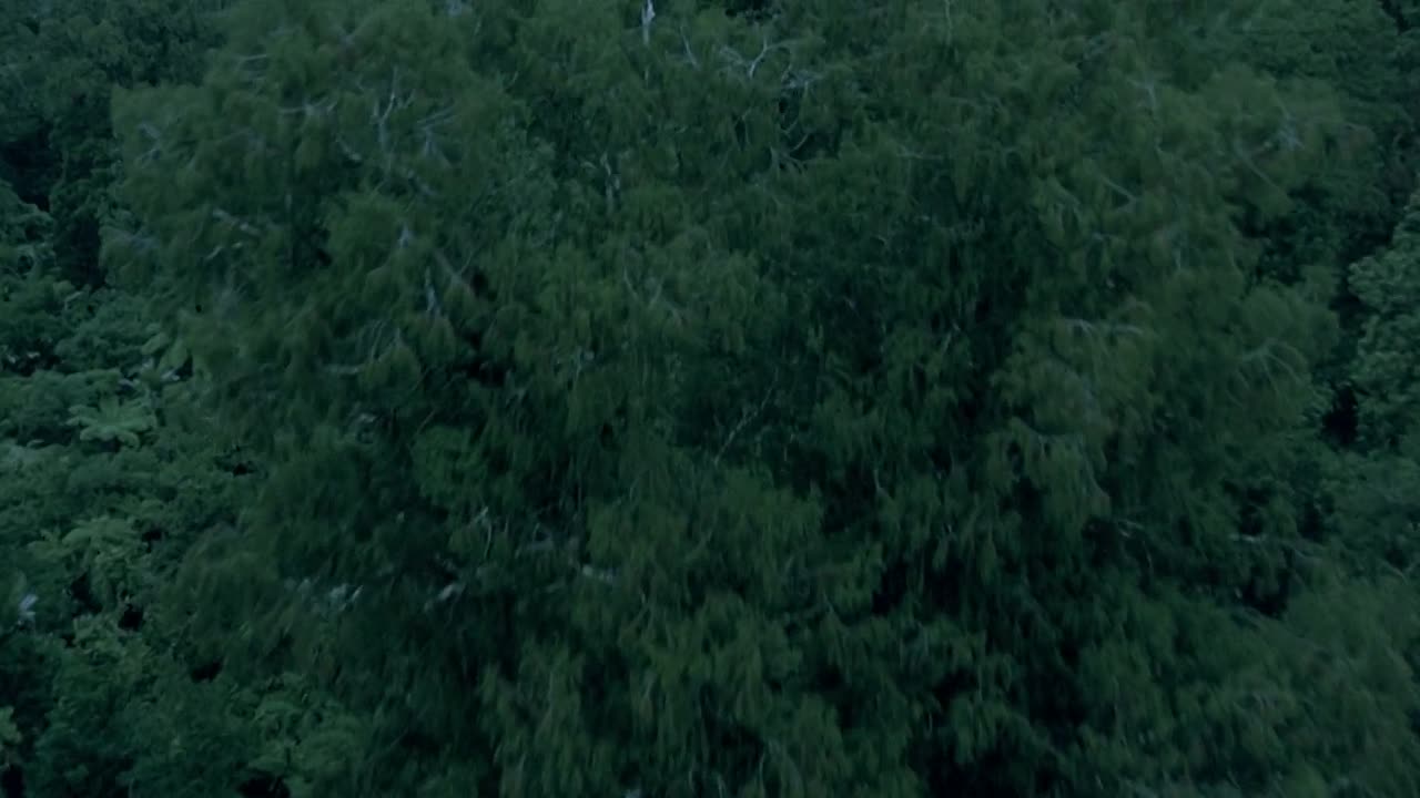 The Piano 1993 1080p BluRay x264 AAC5 1-