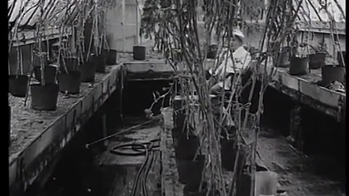 Whicker's World S02E07 -The Road from Rose Linda's