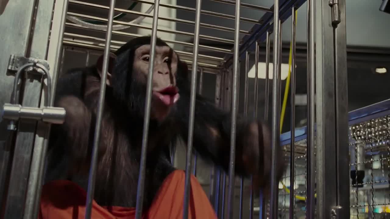 The Shaggy Dog 2006 HDRip x264