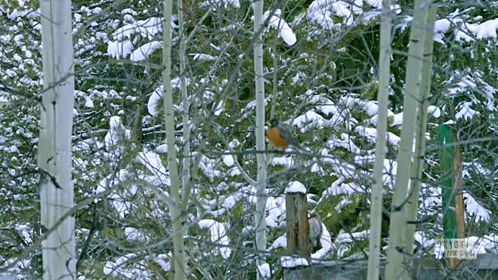 ⁣Buried the Backyard S06E01