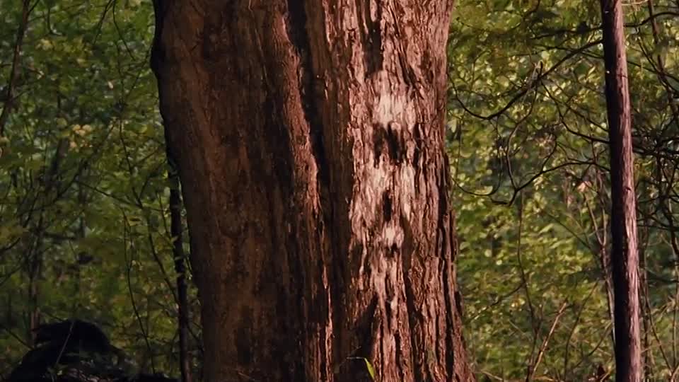 House At The End Of The Street 2012 WEBRip x264