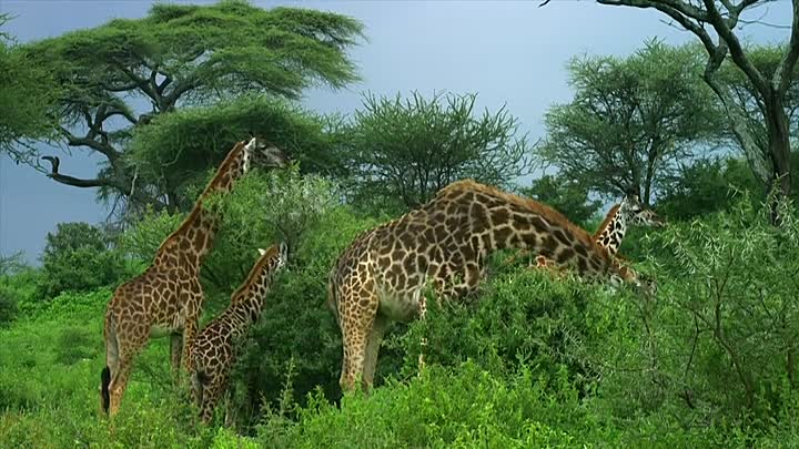 Animal Senses S01E04