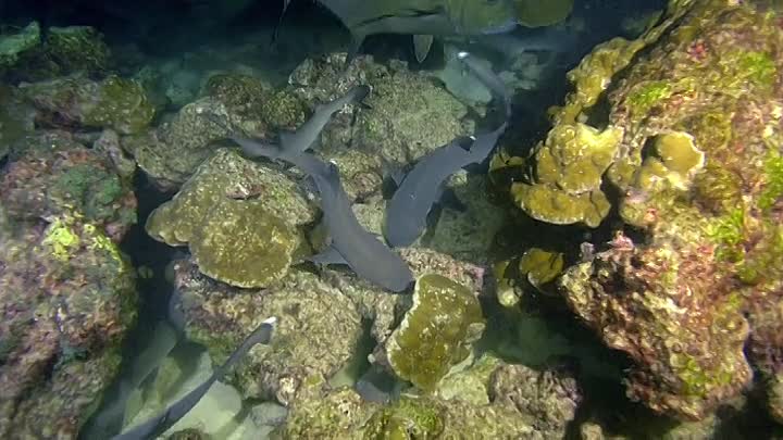 Animal Senses S01E05