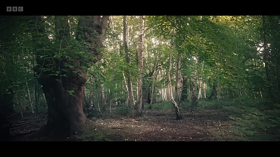 Inside the Cult of the Jesus Army S01E01