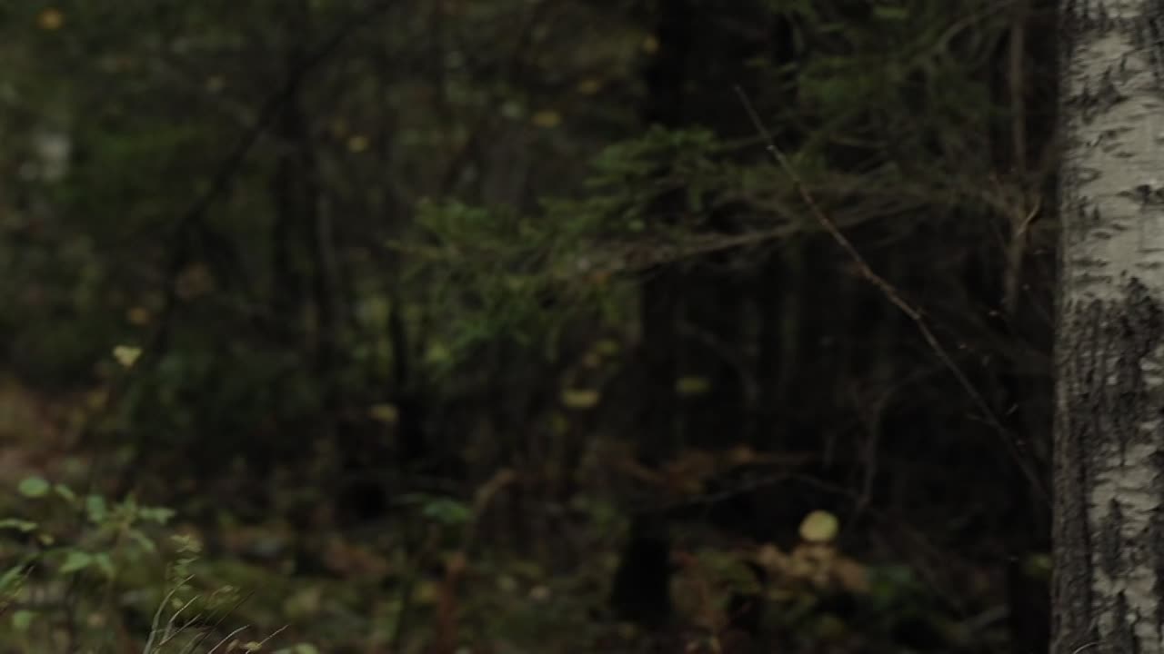 40 Acres 2024 1080p WEB-DL HEVC x265 5.1 BONE