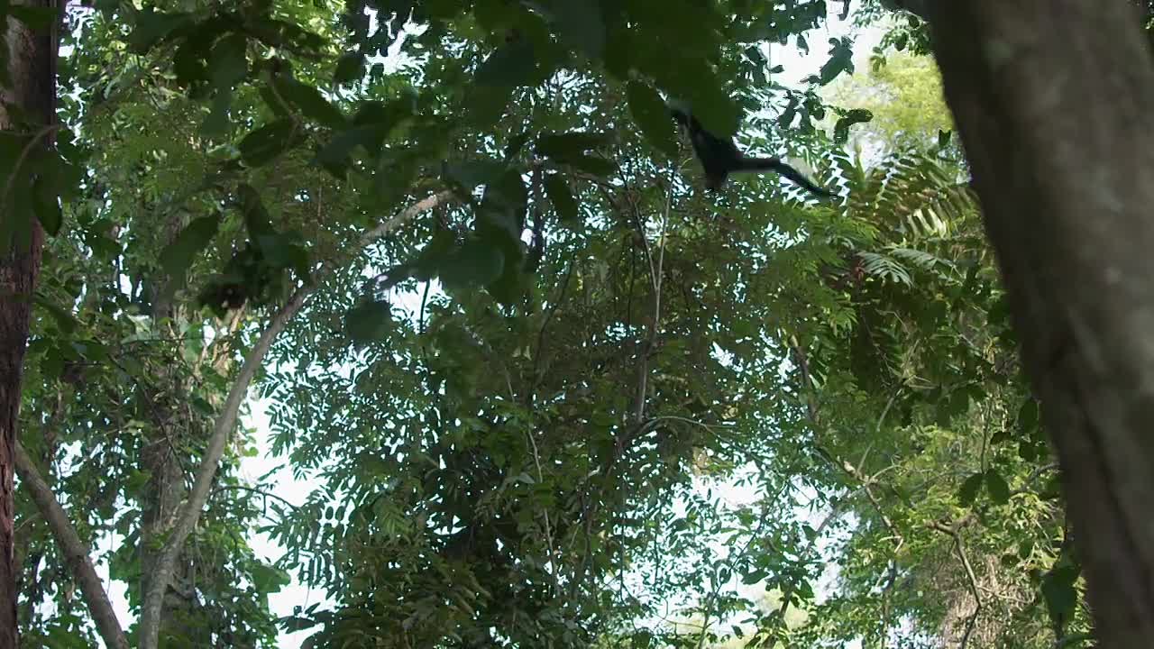 Wild Vietnam S01E02 -Tropical South, Land of Water