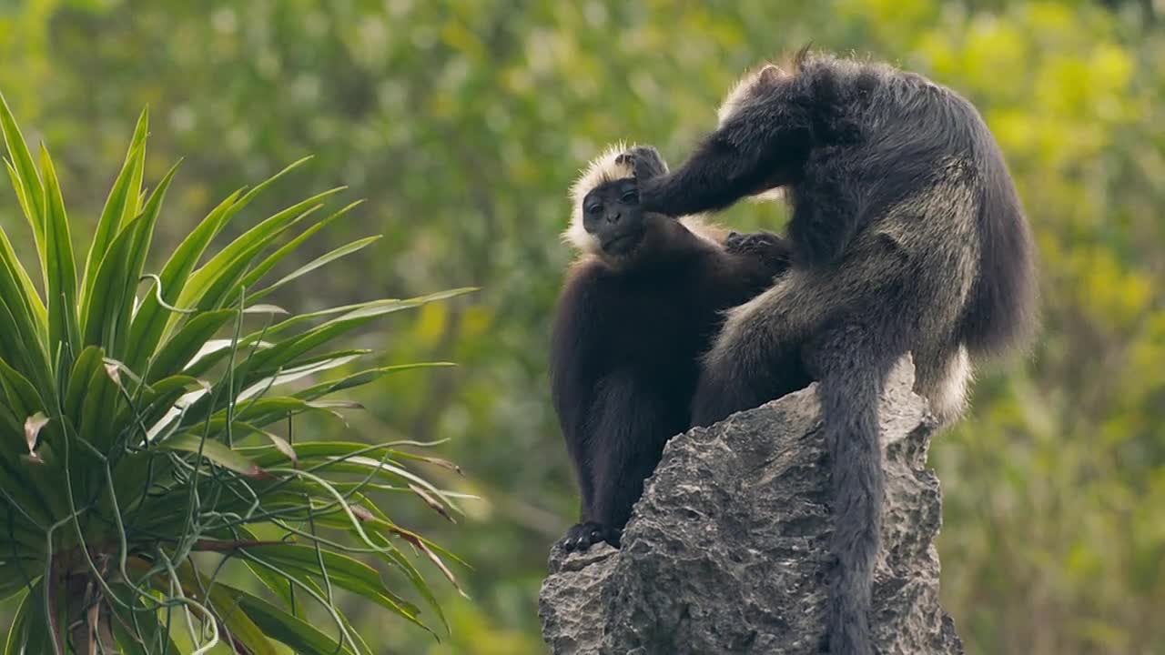 Wild Vietnam S01E01 Mysterious North, Land of Mountain Forests
