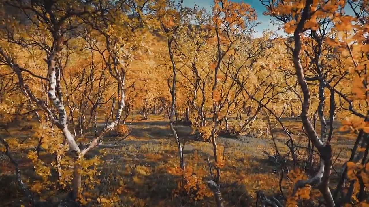 The Secret Life of Trees S01E02 -Adulthood