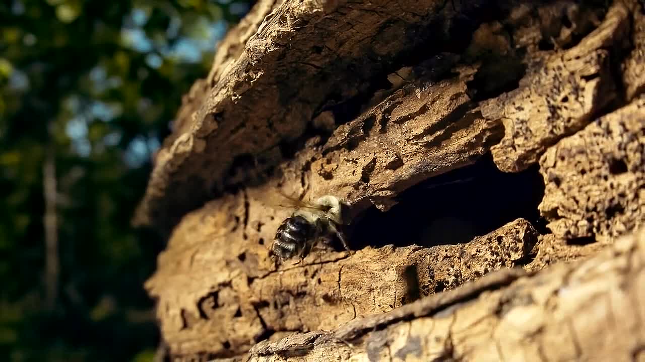 Human Footprint S02E04 -The Honey Trap
