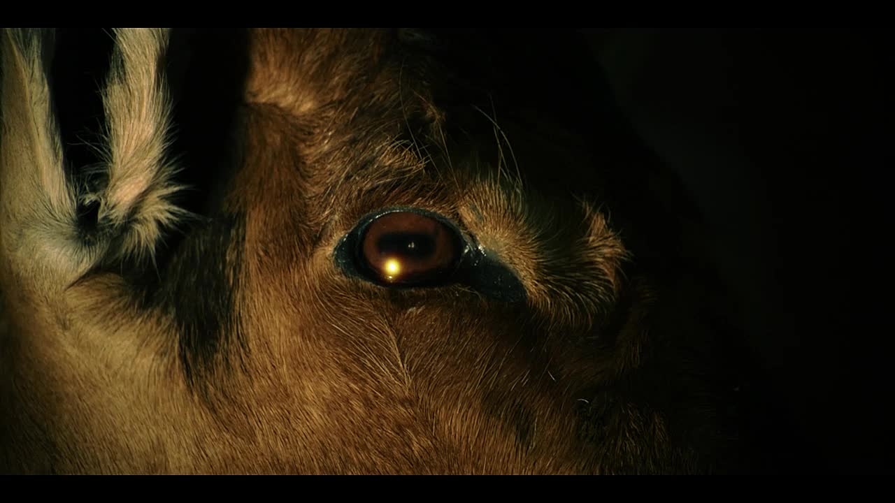 Trophy Wife Murder on Safari S01E02