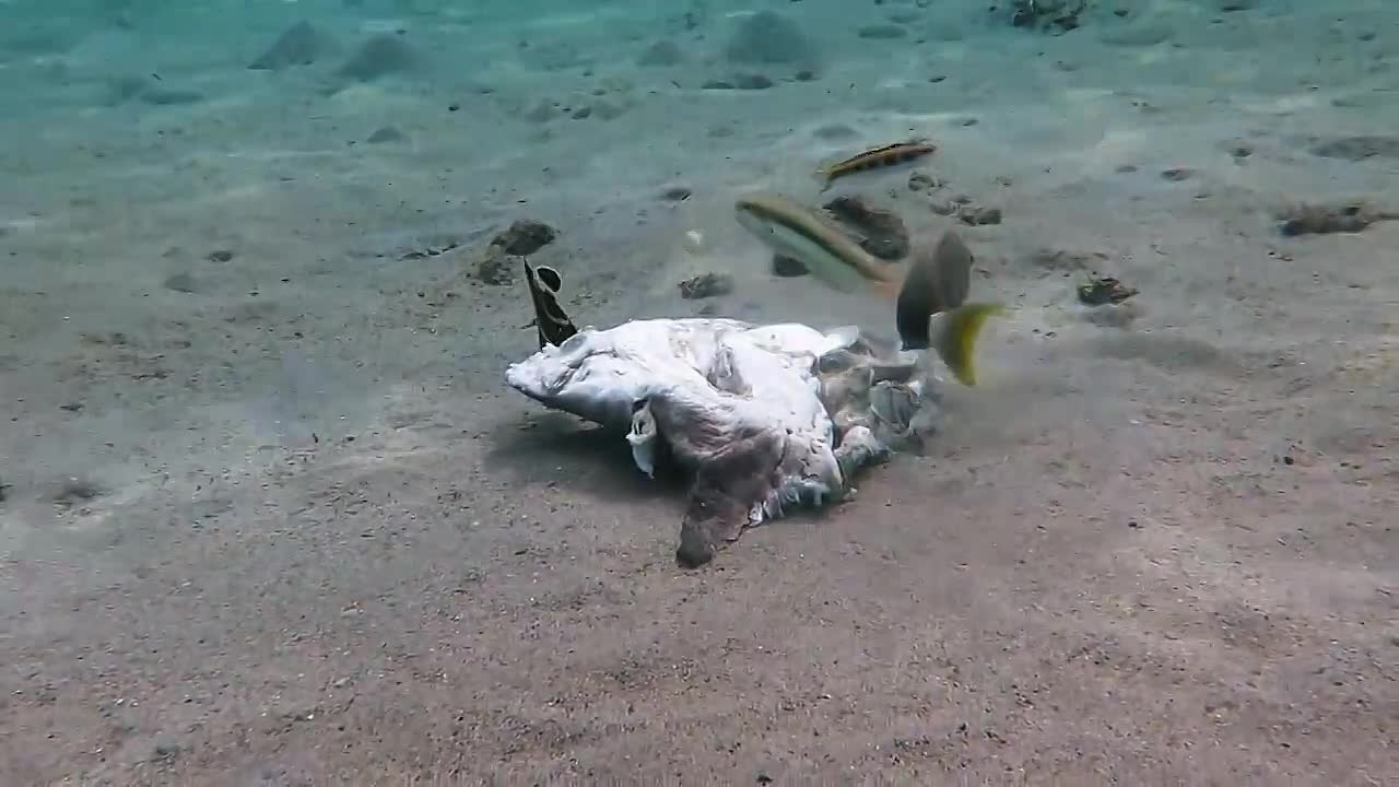 The Proof Is Out There -Unexplained Edition S01E02 -Mysterious Underwater Creatures