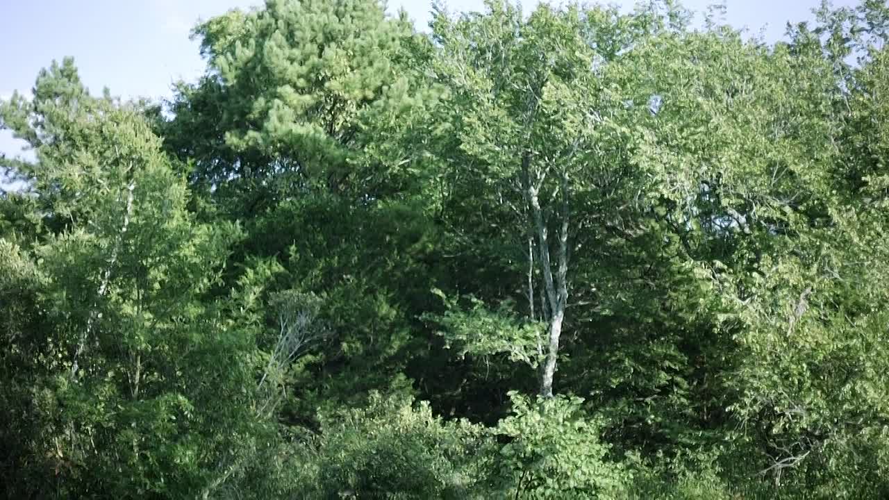 Te Ata 2016 1080p BluRay H264 AAC-RARBG mp4