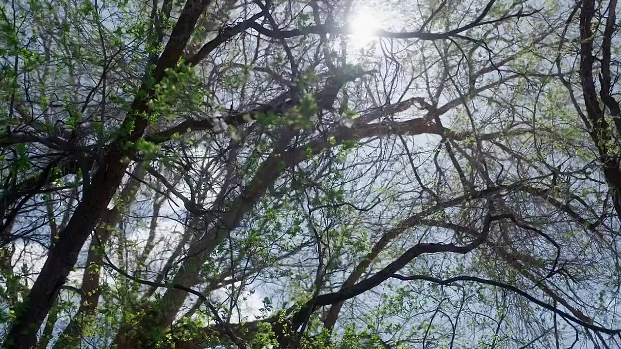 ⁣Lie Detector Truth or Deception S01E06