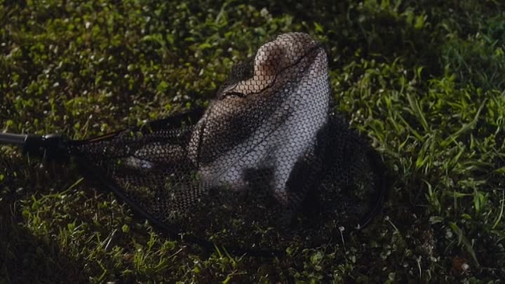 Charlies Christmas Wish 2020 HDRip XviD AC3-EVO