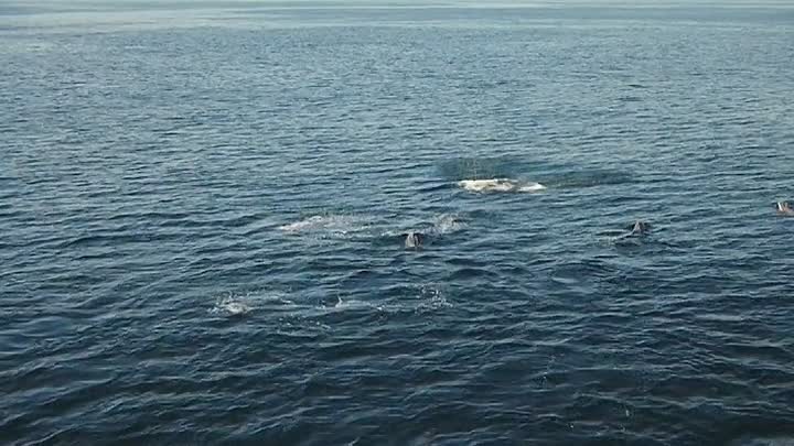 Dolphins -Wonders Of The Ocean S01E01