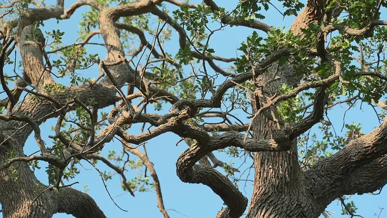 Great Gardens of Europe S01E04 -Trsteno