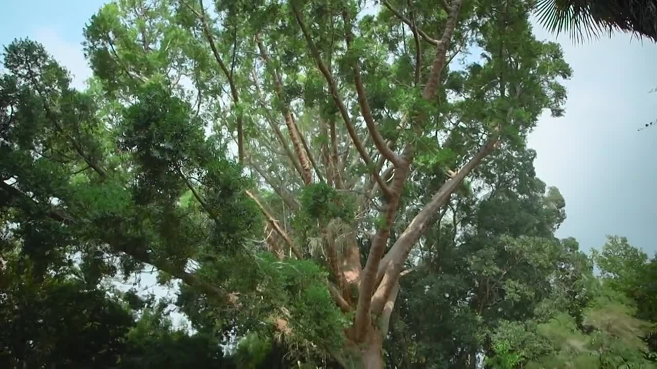 Great Gardens of Europe S01E02 -Parque de Monserrate Palace and Gardens