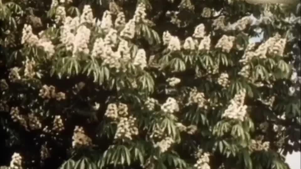 Die Deutschmeister 1955 GERMAN HC SUBS 720p WEBRip x264 AAC