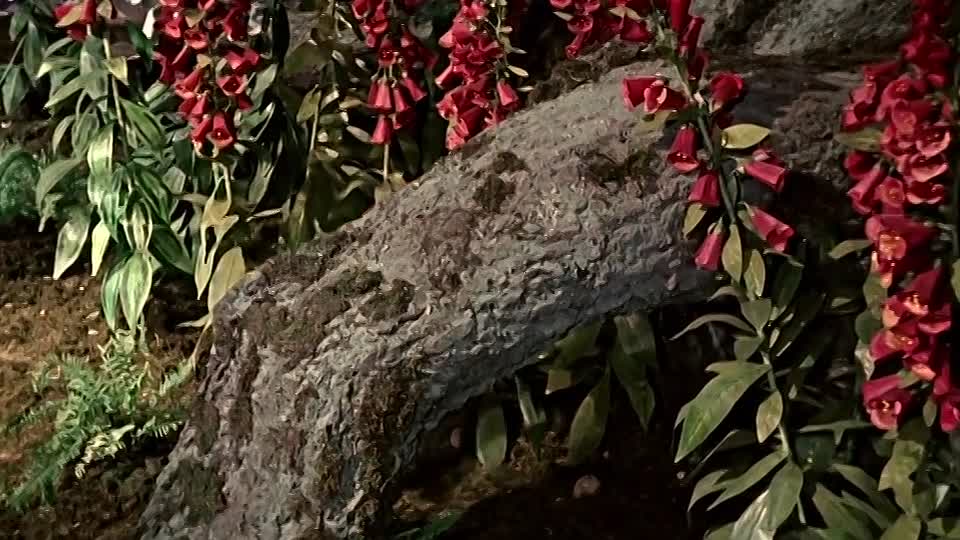 ⁣Das kalte Herz 1950 GERMAN 720p HDRip x264 AAC