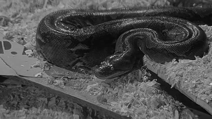 ⁣Der Zinker 1963 GERMAN 304p WEBRip x264 AAC