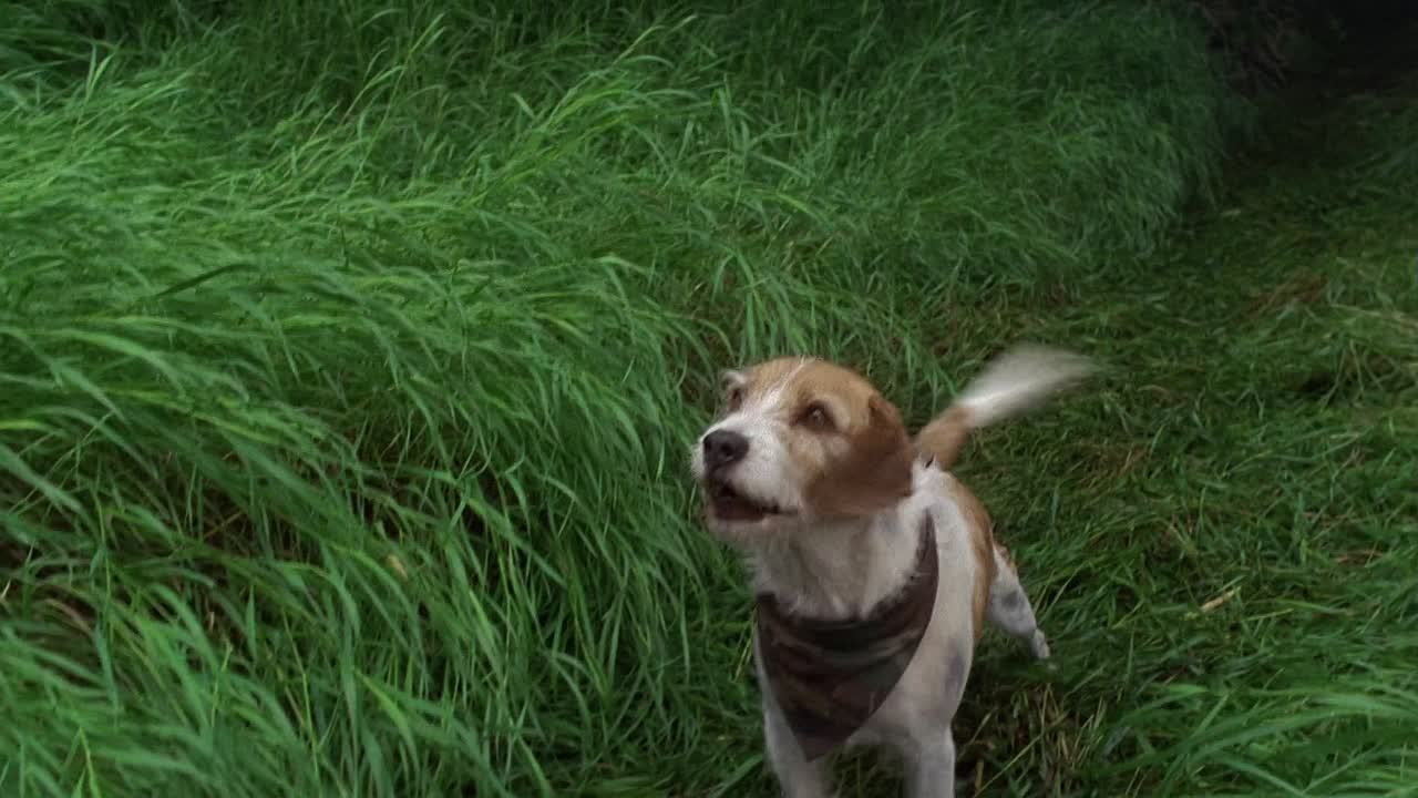 ⁣A Dog Named Christmas 2009 1080p WEBRip x264 AAC5 1-