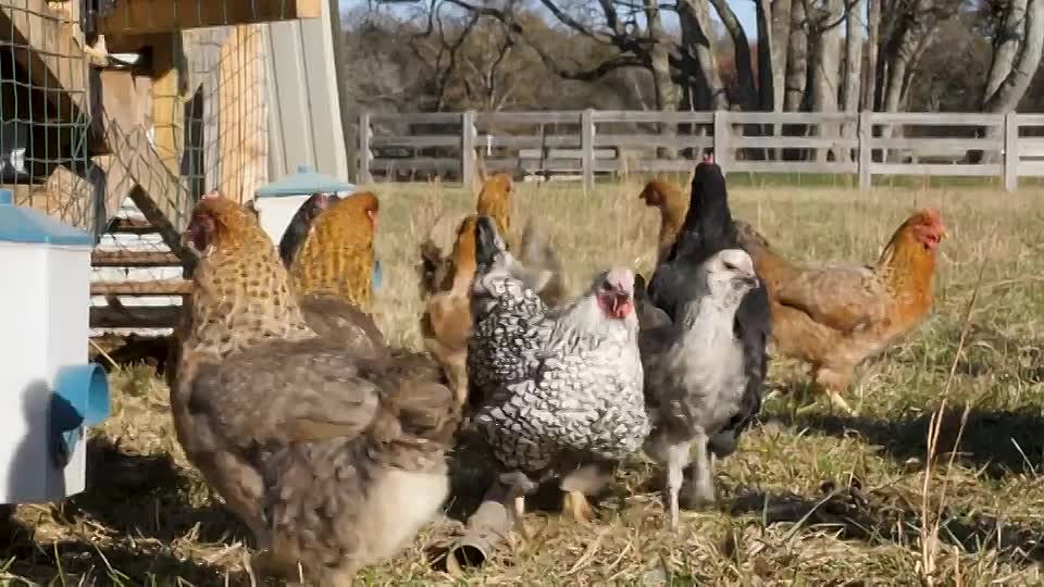 Dateline AU -The Cult Of Tradwives (Part 1)