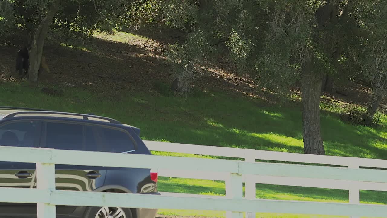 The Christmas Colt 2013 1080p WEBRip x264 AAC-rivestream org