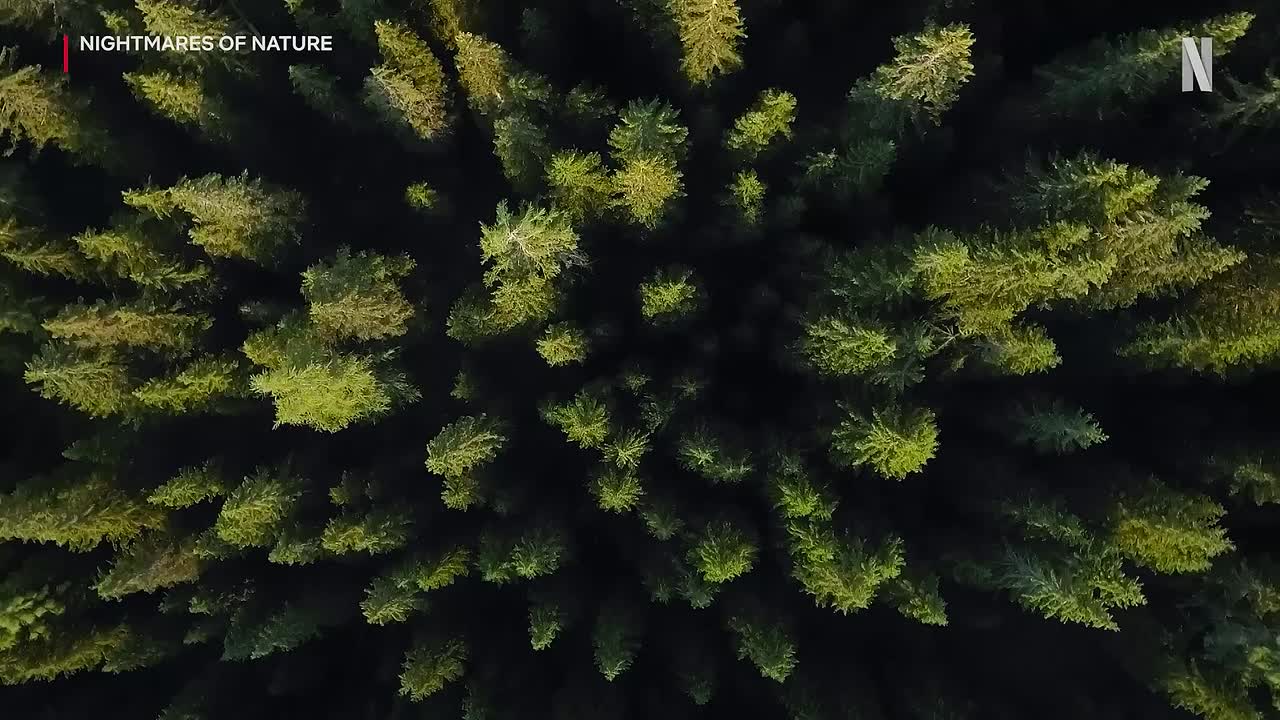 Nightmares of Nature