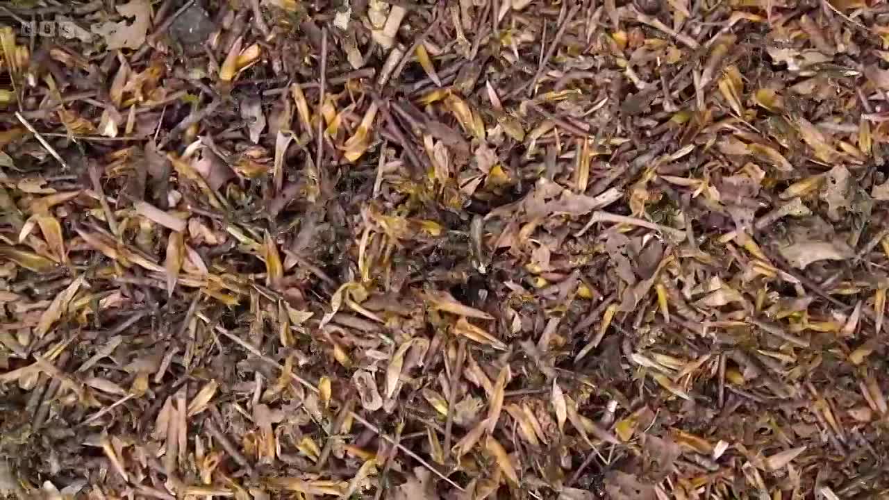 Hamza's Hidden Wild Isles S01E02 -Summer