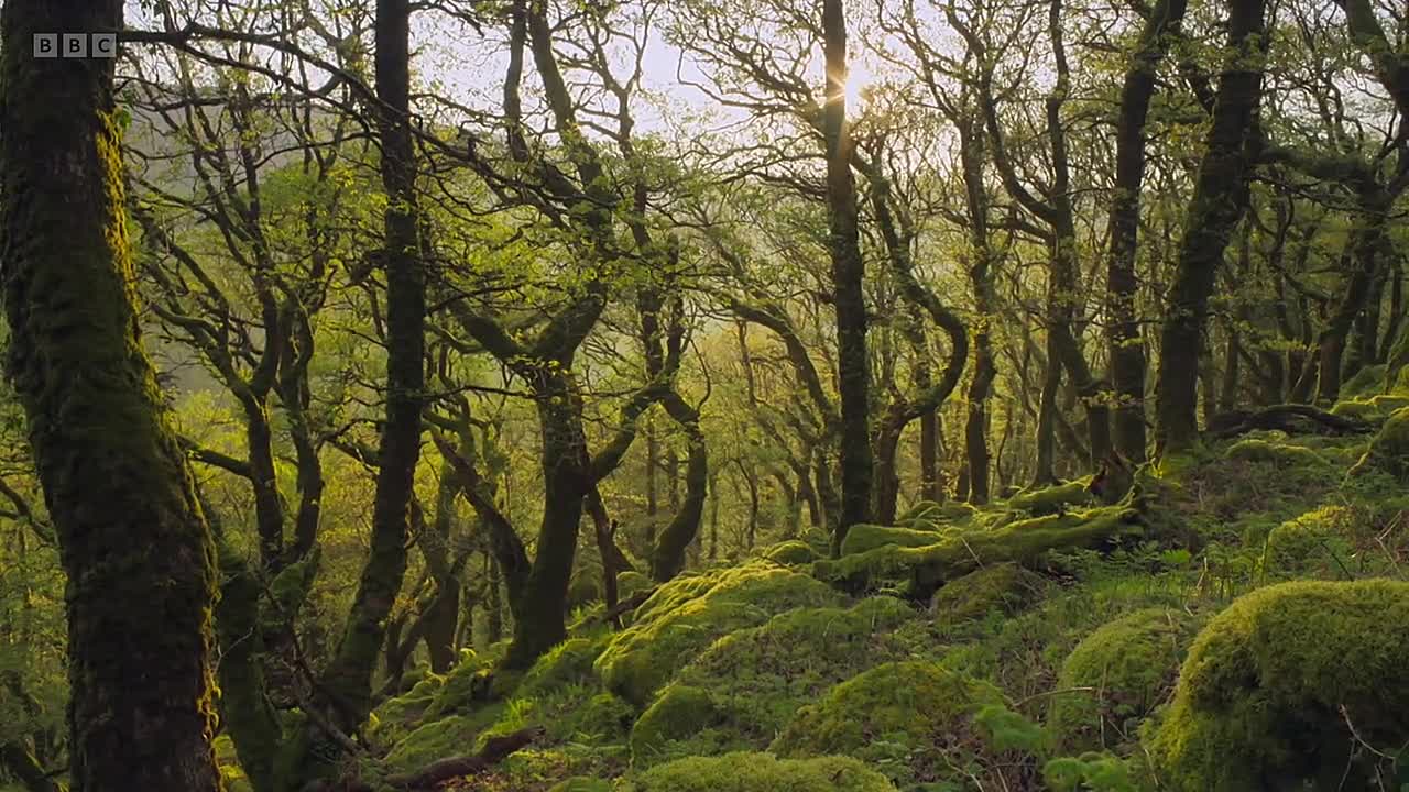 Hamza's Hidden Wild Isles S01E01 -Spring