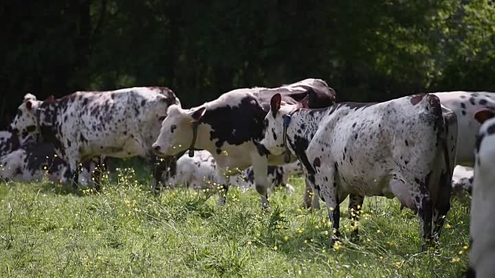 ⁣Cheese Searching For A Taste Of Place S01E02 -Camembert