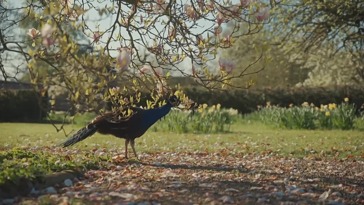 Great Estates from Above S01E02 -Castle Howard