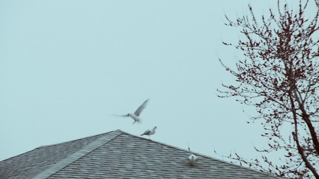 ⁣Buffalo 66 1998 1080p BluRay x264 AAC-