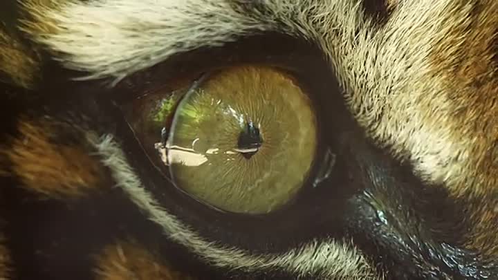 Sigmund Freud -The Addicted Genius of Psychology