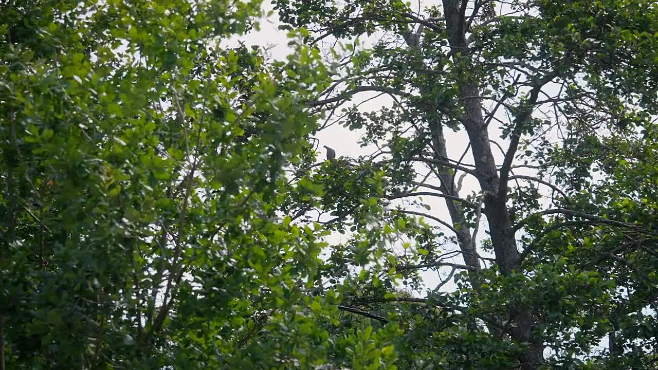 James May's Shed Load Of Ideas S01E02