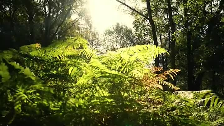 George VI & Edward VIII -The Hero & The Traitor