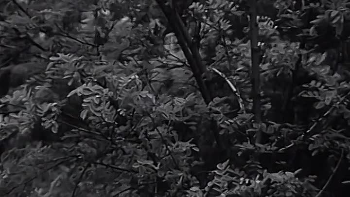 Wir Kellerkinder 1960 GERMAN 480p HDRip x264 AAC-streamcloud my