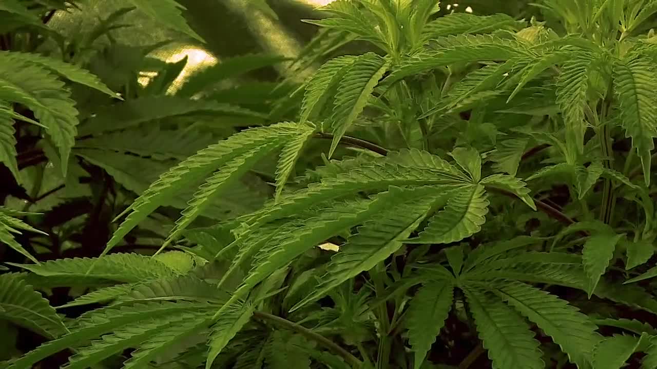 Police Interceptors S24E09